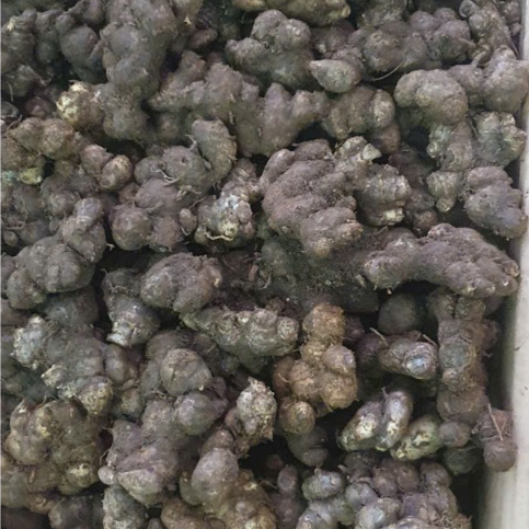 1kg Củ Gừng Đen (Ngải Tím) Sìn Hồ Lai Châu Loại 1 trên 2 Năm Tuổi Già Đanh