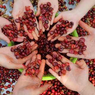 Trà cascara từ vỏ cà phê chống oxy hóa thanh lọc cơ thể, giảm stress LAHA COFFEE | 100GR