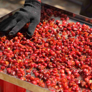 Trà cascara từ vỏ cà phê chống oxy hóa thanh lọc cơ thể, giảm stress LAHA COFFEE | 100GR