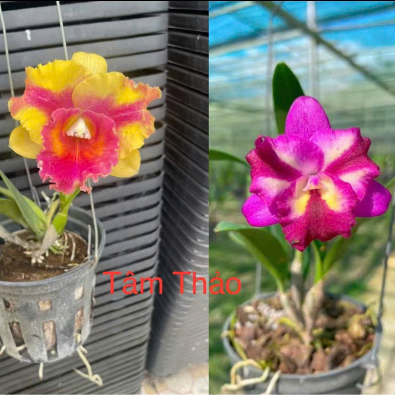 Lan Cát Siêu Mini, Lan Cattleya Hoa Thơm, Hoa Lan Tâm Thảo. | Shopee ...