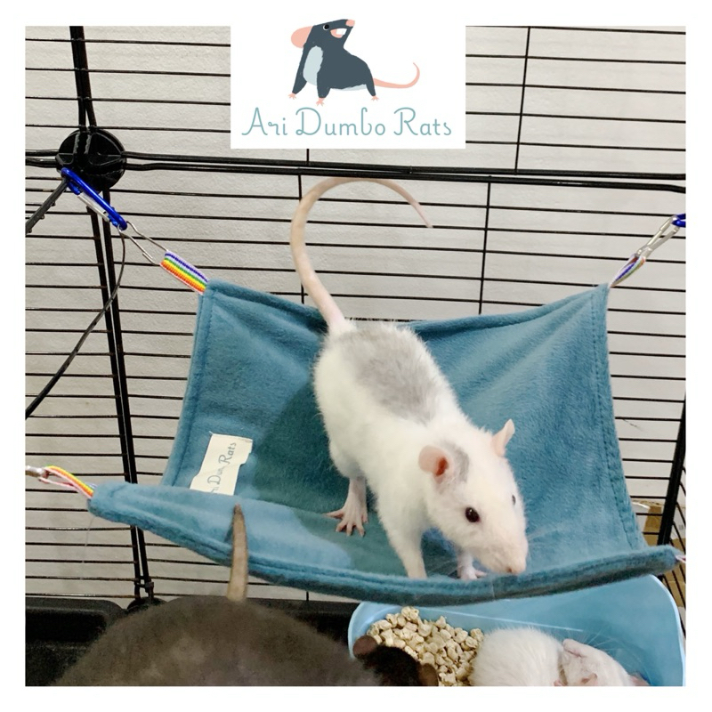 ARI DUMBO RATS, Cửa hàng trực tuyến | Shopee Việt Nam
