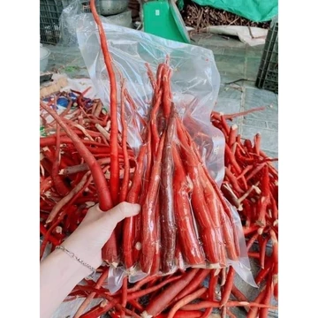 SÂM CAU ĐỎ RỪNG QUẢNG NINH 1KG rửa sạch như hình chỉ việc ngâm