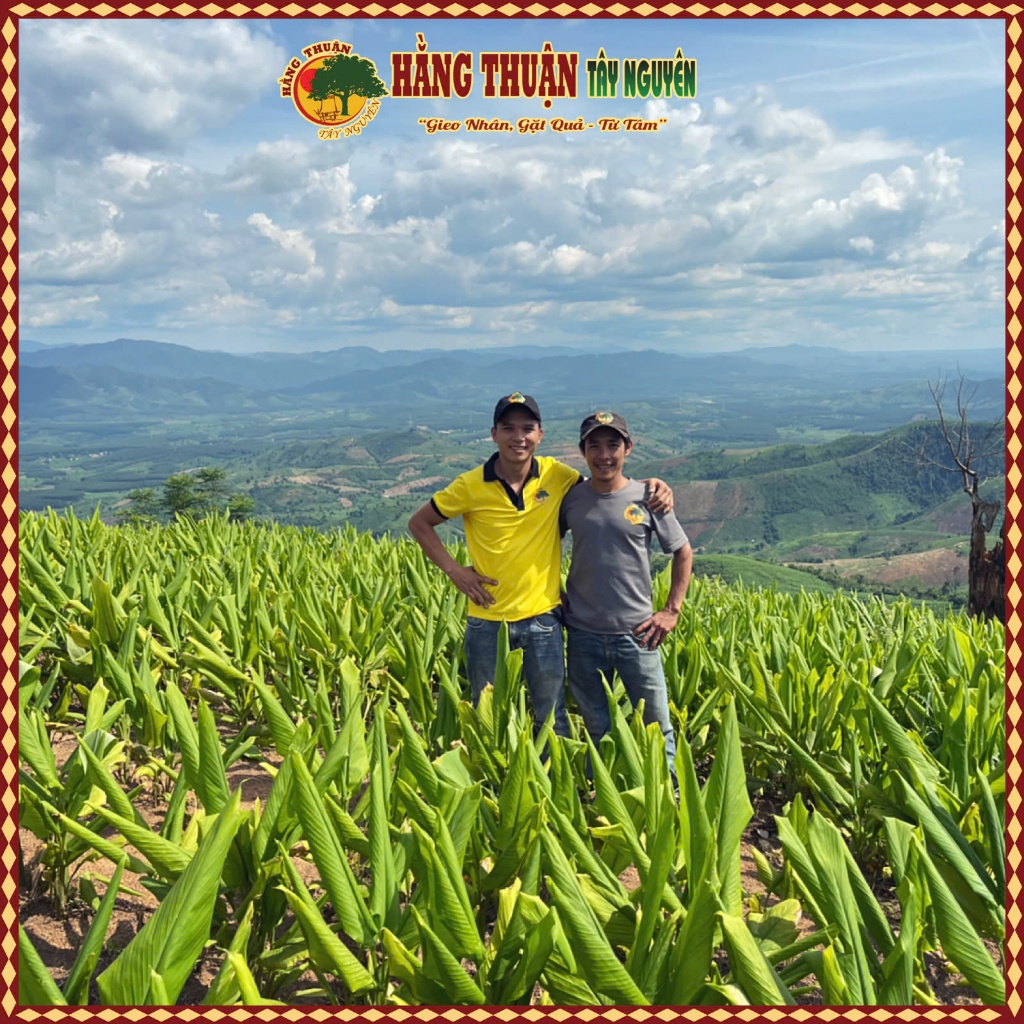 Bột Nghệ Đỏ Nguyên Chất Làm Gia Vị Nấu Ăn Hằng Thuận Tây Nguyên