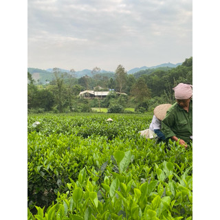 Chè TA cánh lớn giống cây truyền thống Thái Nguyên trà xanh ngon 500g