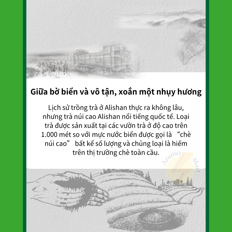 [T - TRADITION]Trà túi lọc ôlong, trà đen, trà xanh cao cấp từ ALISAN - ĐÀI LOAN 48 gói/ Hộp