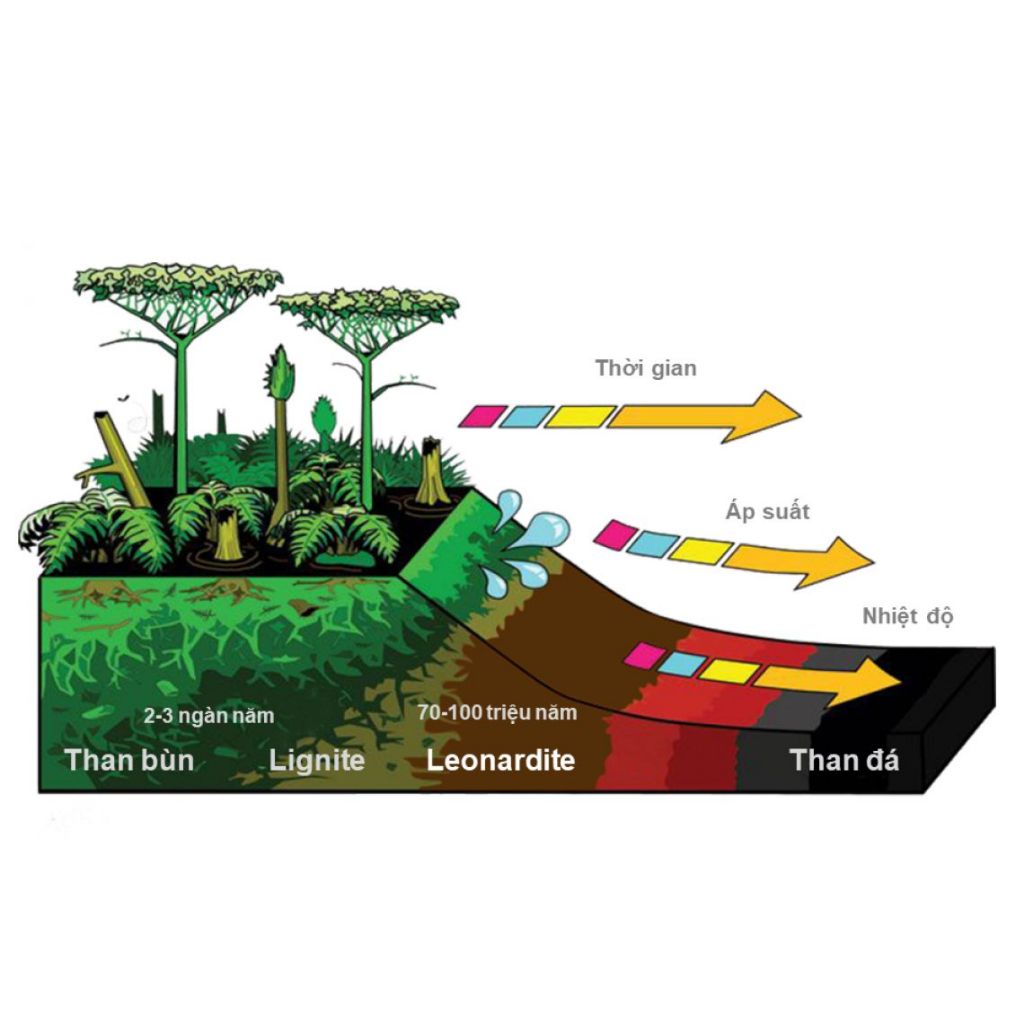 HaifaStim VIM - Phân Bón Hữu Cơ Cao Cấp Chứa Humic-Fulvic Acids,Cải Tạo Đất, Tăng Cường Sức Khỏe cây, tiêu chuẩn EU