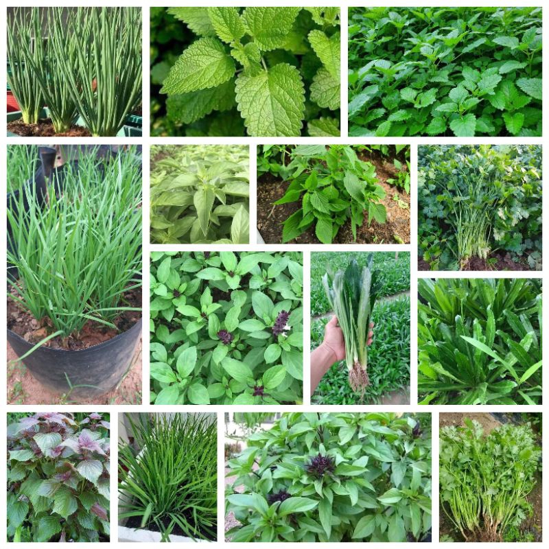 Các loại Rau thơm, rau gia vị dễ trồng, trồng quanh năm | Shopee Việt Nam