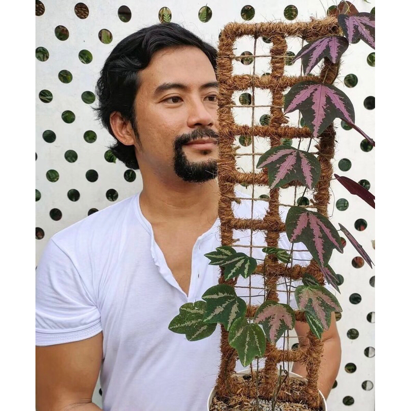 Chanh leo mini(Passiflora Trifasciata).chanh leo tím mini,trồng sân vườn,bán cạn,terarium