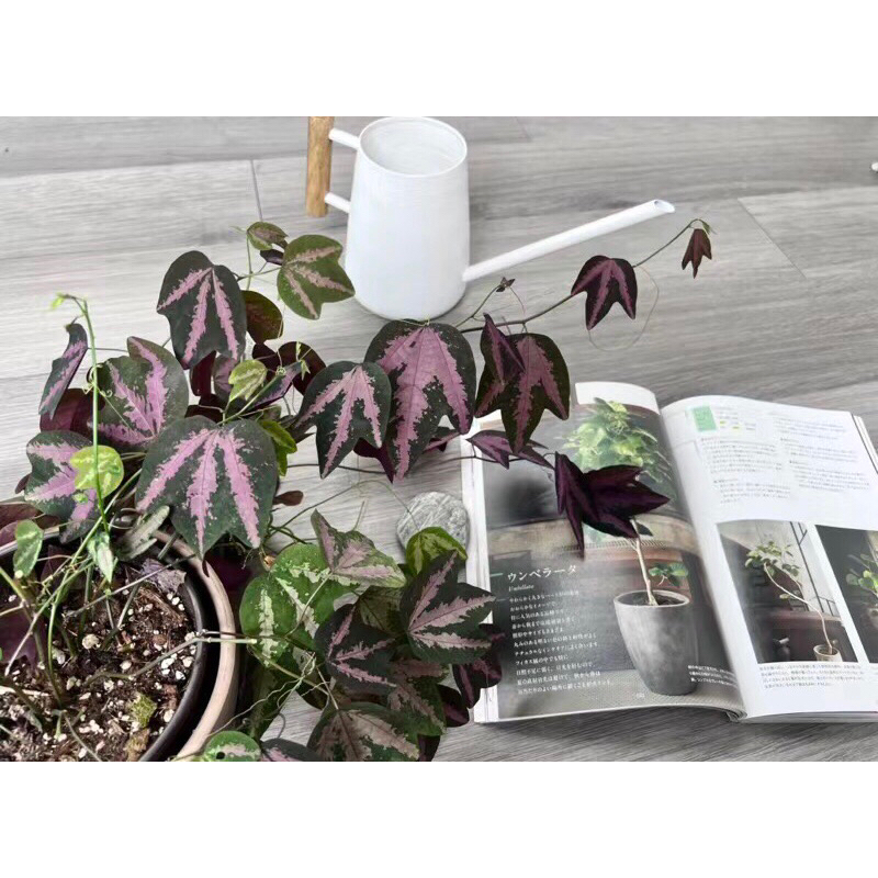 Chanh leo mini(Passiflora Trifasciata).chanh leo tím mini,trồng sân vườn,bán cạn,terarium