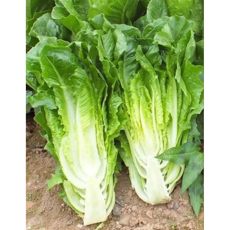 Hạt Giống Xà Lách Romain💥Dòn Ngon, Chịu Nhiệt Cực Tốt Năng Suất Cao.