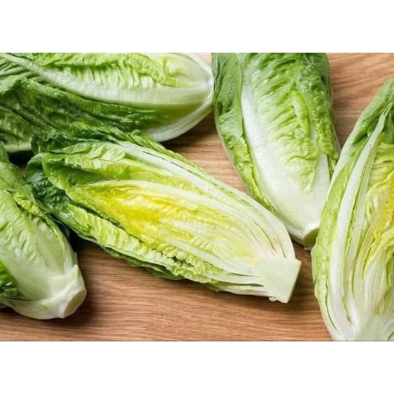 Hạt Giống Xà Lách Romain💥Dòn Ngon, Chịu Nhiệt Cực Tốt Năng Suất Cao.