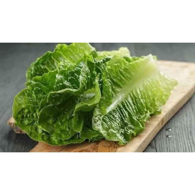 Hạt Giống Xà Lách Romain💥Dòn Ngon, Chịu Nhiệt Cực Tốt Năng Suất Cao.