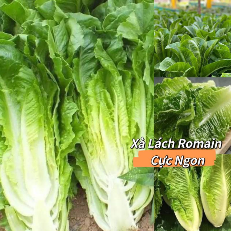 Hạt Giống Xà Lách Romain💥Dòn Ngon, Chịu Nhiệt Cực Tốt Năng Suất Cao.