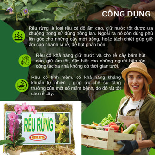Rêu Rừng Trồng Lan Giữ Ẩm Tốt - Rêu Rừng Khô - Chuyên dùng cho lan, Giúp giữ nước, Kháng khuẩn