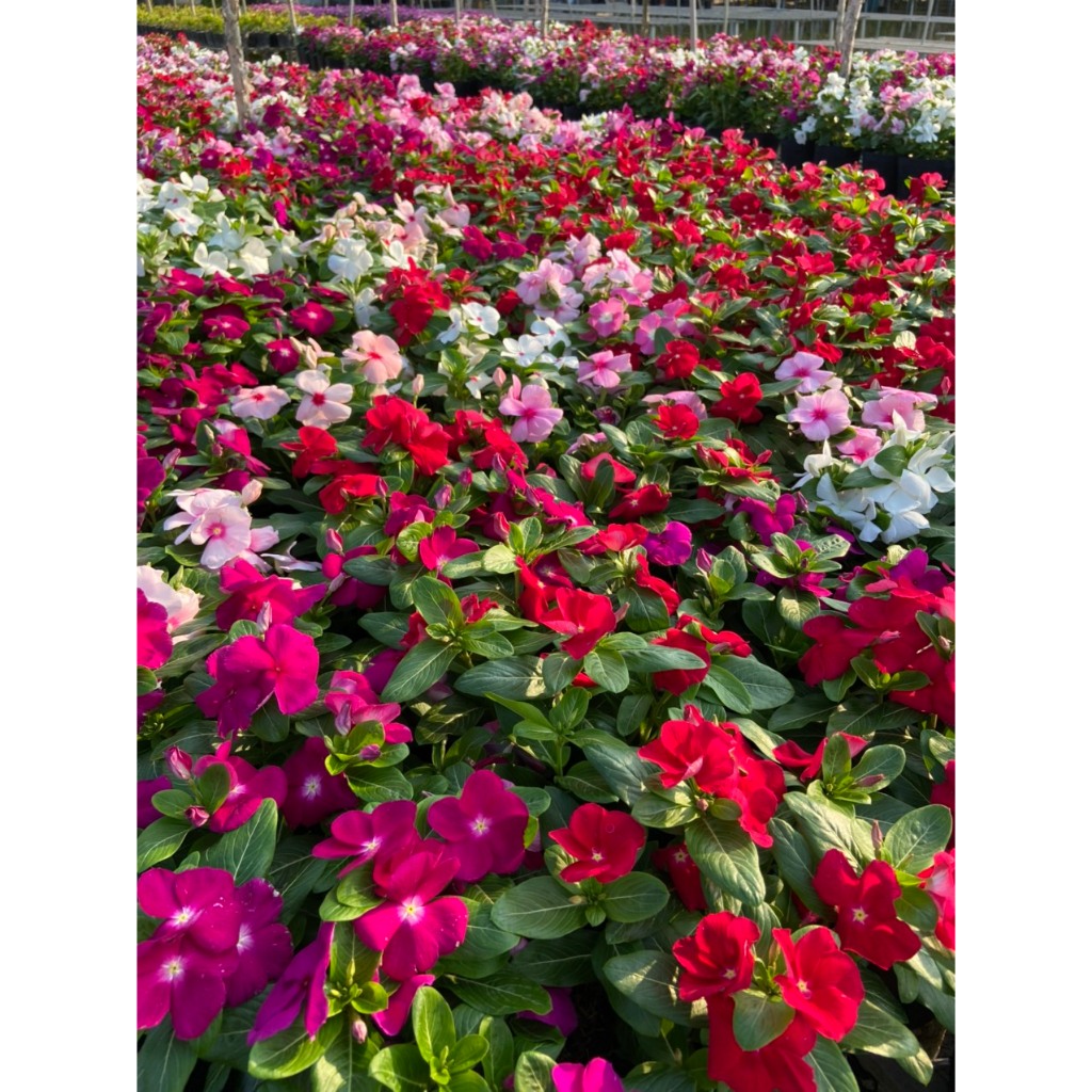 combo 5 Chậu hoa dừa cạn nhiều màu siêu bông hoa to dễ trồng🌟 Hoa Mười Giờ Bonsai & Phụ Kiện