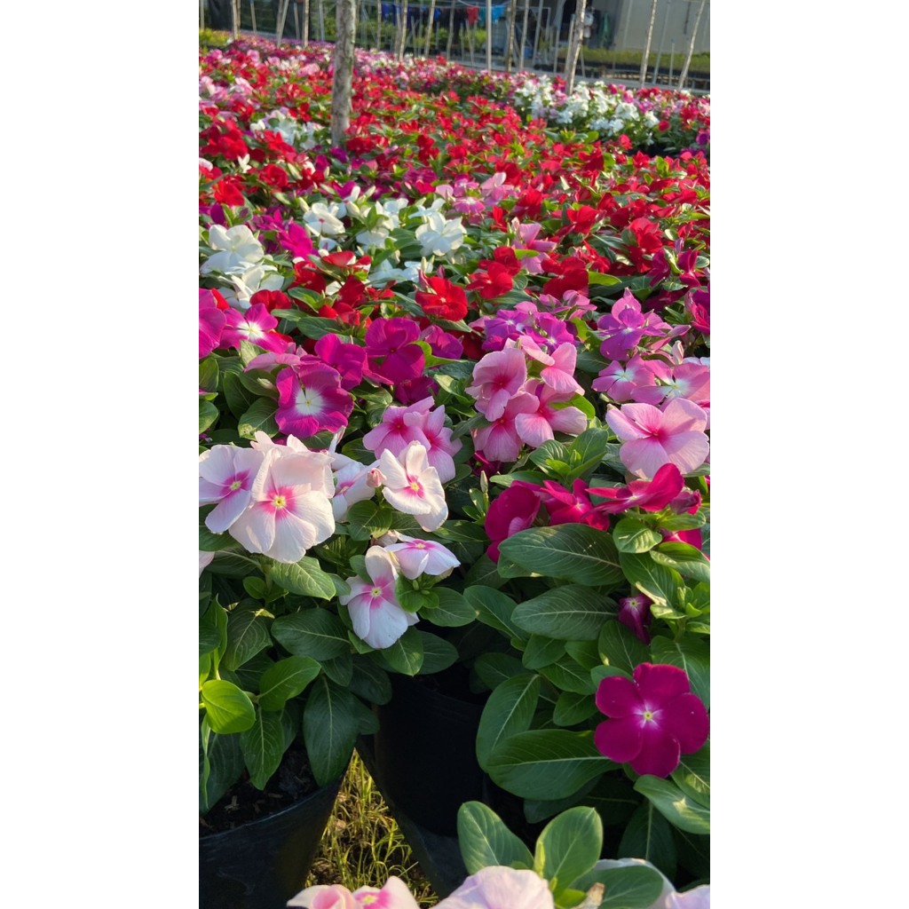 combo 5 Chậu hoa dừa cạn nhiều màu siêu bông hoa to dễ trồng🌟 Hoa Mười Giờ Bonsai & Phụ Kiện