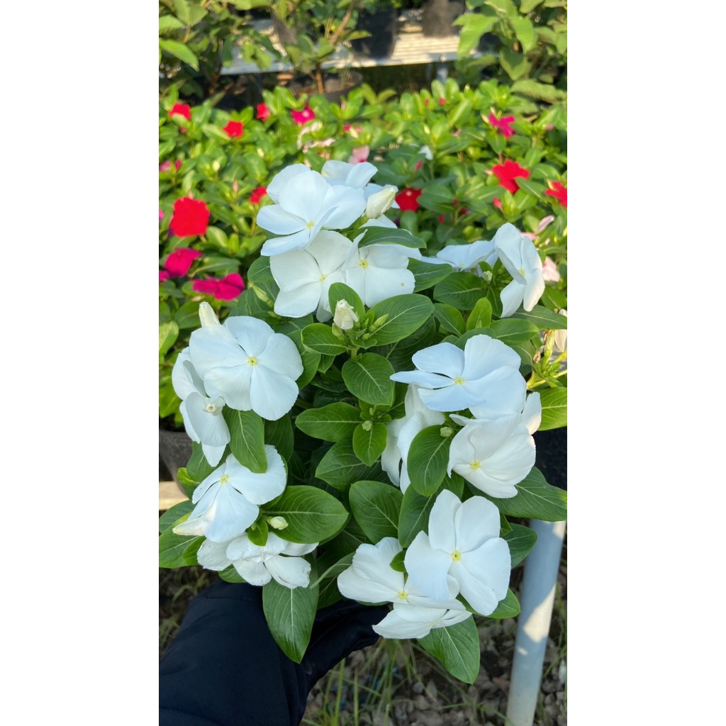 Hoa dừa cạn siêu bông giống hoa màu trắng tinh dễ trồng mà đẹp🌟 Hoa Mười Giờ Bonsai & Phụ Kiện