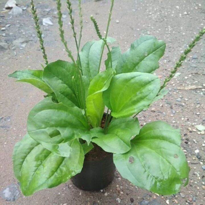 Cây giống MÃ ĐỀ trồng bầu - CANH NÔNG KVT