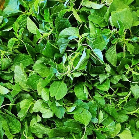 20 cây giống rau dền cơm ngon CANH NÔNG KVT