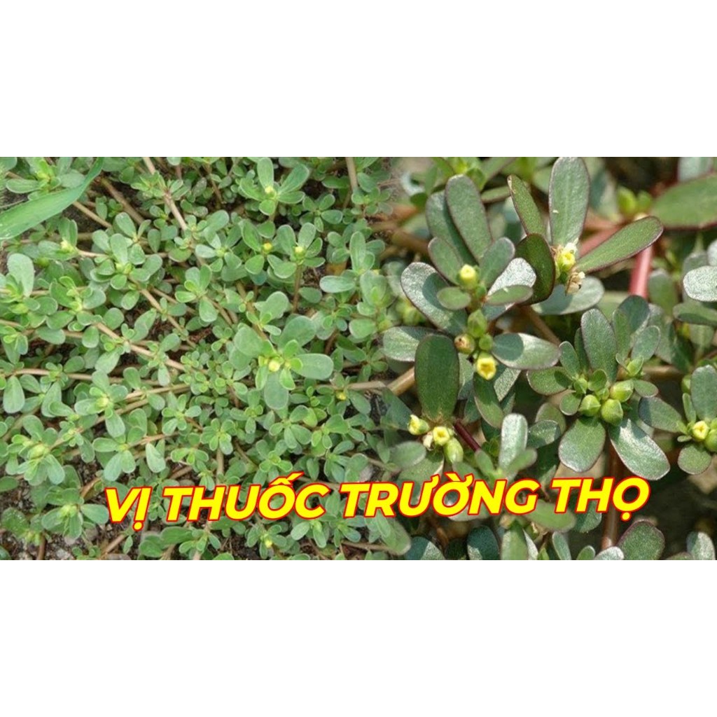10 Cây Rau Sam Giống Tươi  KVT - Hạt Giống CANH NÔNG