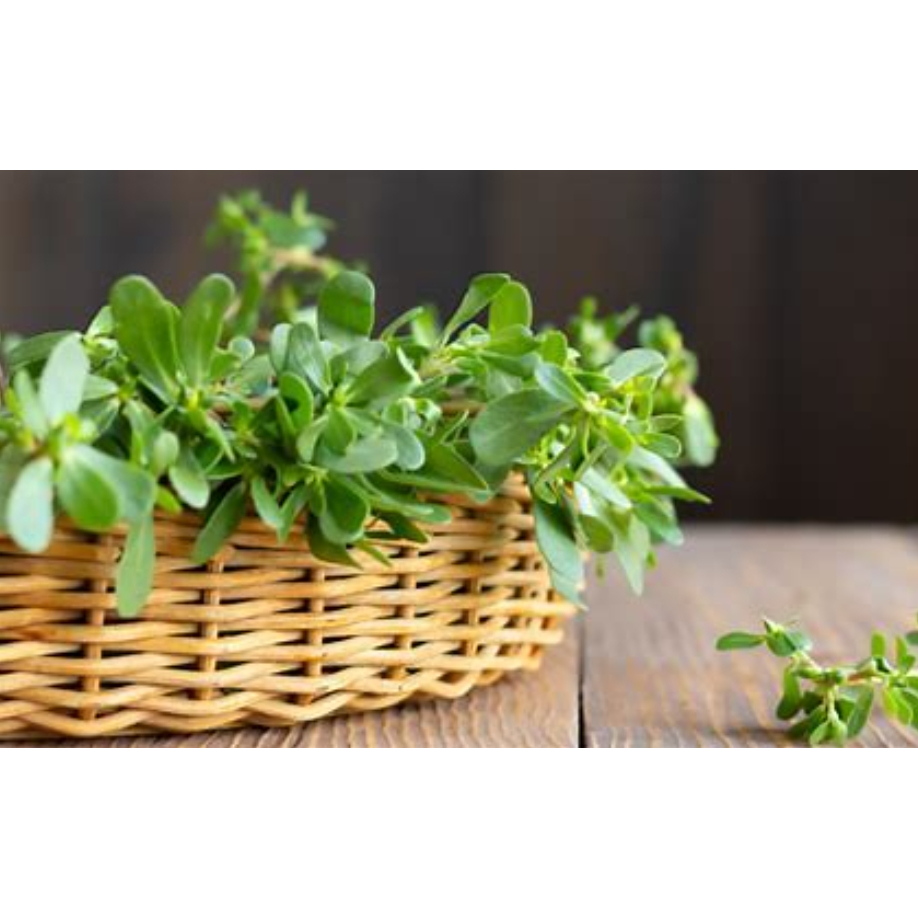 10 Cây Rau Sam Giống Tươi  KVT - Hạt Giống CANH NÔNG