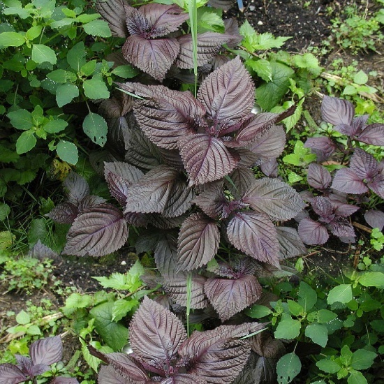 Cây Giống Giống Rau Tía Tô, Cây Vào Bầu Xơ Dừa - Rau Thơm Gia Vị KVT - Hạt Giống CANH NÔNG