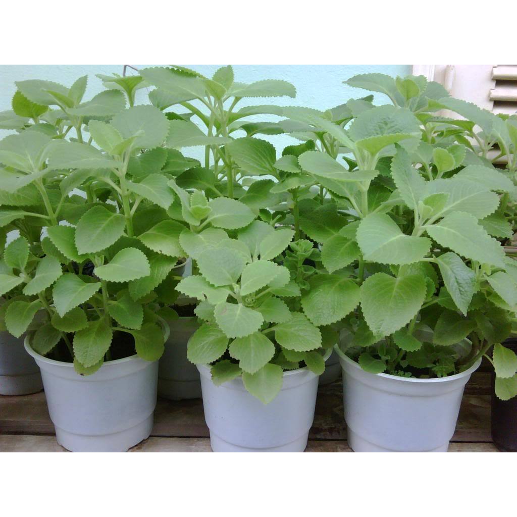Cây húng chanh, Cây gia vị, Hương thơm dễ chịu KVT - CANH NÔNG