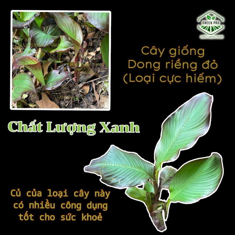 CÂY GIỐNG DONG RIỀNG ĐỎ | Shopee Việt Nam