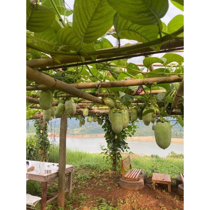 Cây dưa tây cao 10-20cm ươm từ hạt nhanh lớn