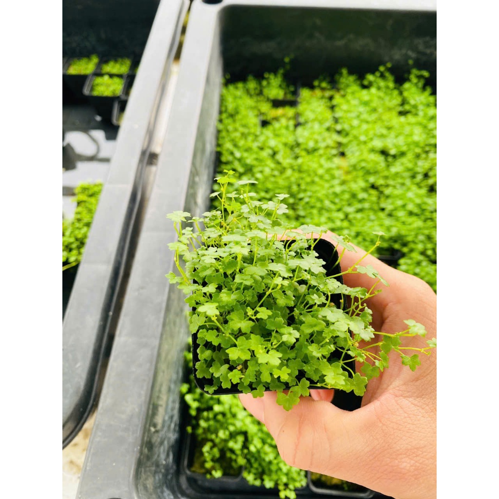 CÂY RAU MÁ HƯƠNG THỦY SINH | Shopee Việt Nam