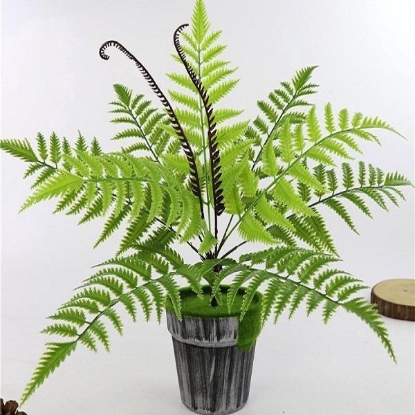 Cây nội thất - Cây dương xỉ + củ cao 20cm lá xanh mướt giúp thanh lọc không khí CANH NÔNG KVT