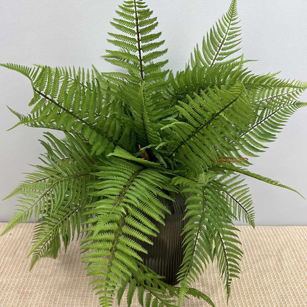 Cây nội thất - Cây dương xỉ + củ cao 20cm lá xanh mướt giúp thanh lọc không khí CANH NÔNG KVT