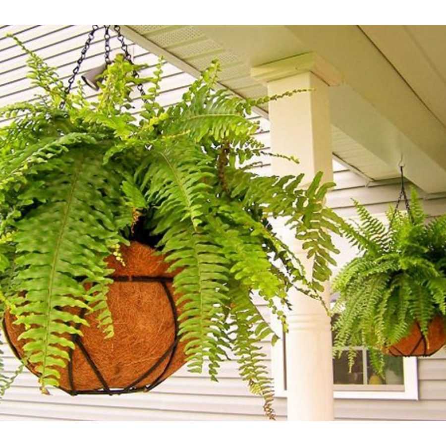 Cây nội thất - Cây dương xỉ + củ cao 20cm lá xanh mướt giúp thanh lọc không khí CANH NÔNG KVT