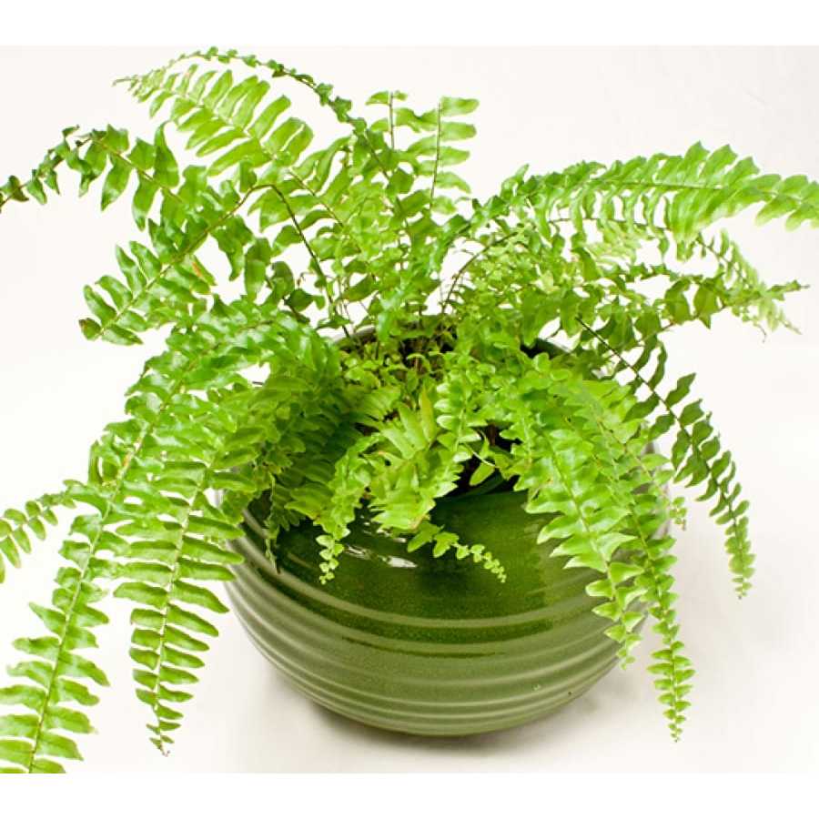 Cây nội thất - Cây dương xỉ + củ cao 20cm lá xanh mướt giúp thanh lọc không khí CANH NÔNG KVT