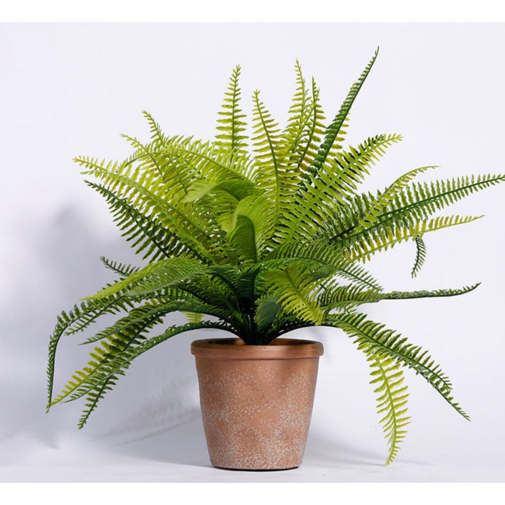 Cây nội thất - Cây dương xỉ + củ cao 20cm lá xanh mướt giúp thanh lọc không khí CANH NÔNG KVT
