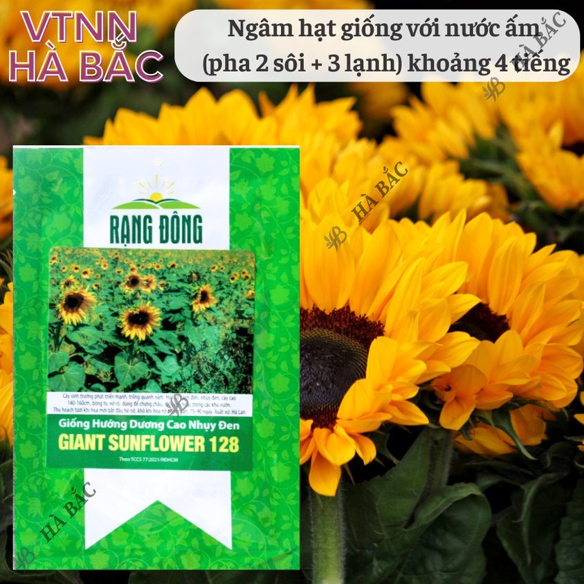 Hạt giống Hoa Hướng Dương Cao Nhụy Đen 128 (1gram~40 hạt) thân cao, trồng chậu hoặc cắt cành