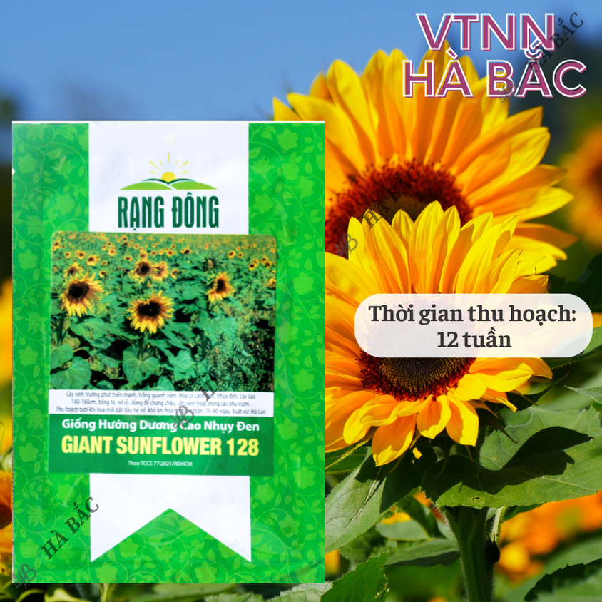 Hạt giống Hoa Hướng Dương Cao Nhụy Đen 128 (1gram~40 hạt) thân cao, trồng chậu hoặc cắt cành