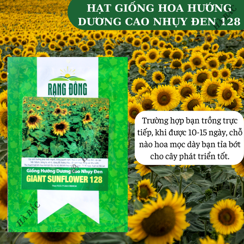 Hạt giống Hoa Hướng Dương Cao Nhụy Đen 128 (1gram~40 hạt) thân cao, trồng chậu hoặc cắt cành