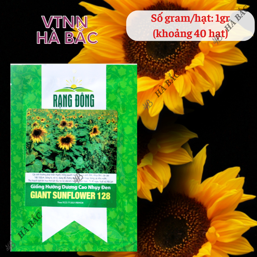 Hạt giống Hoa Hướng Dương Cao Nhụy Đen 128 (1gram~40 hạt) thân cao, trồng chậu hoặc cắt cành