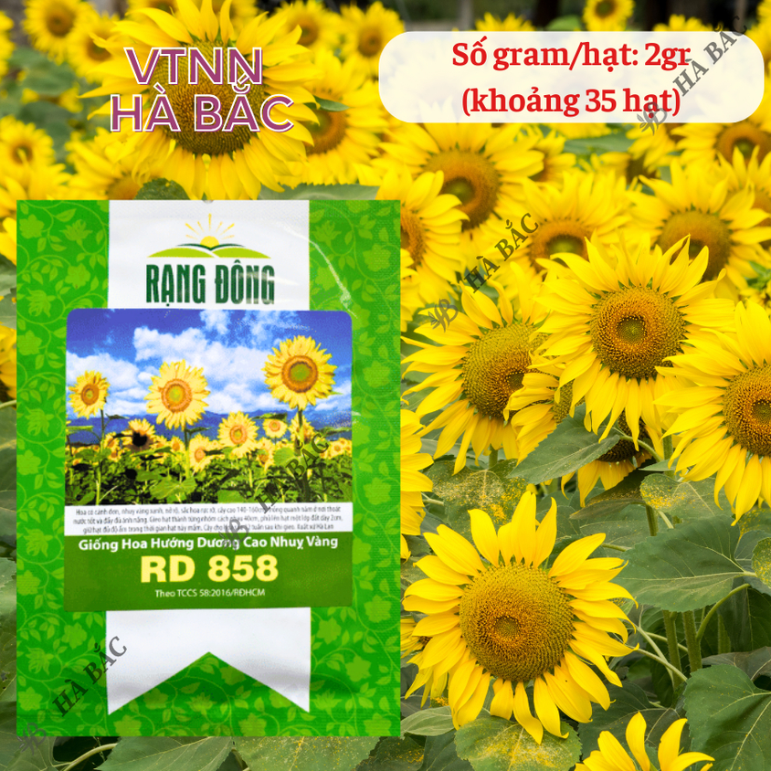 Hạt giống Hoa Hướng Dương Cao Nhuỵ Vàng Rd 858 (1gram~35 hạt) trồng chậu hoặc cắt cành, quanh năm