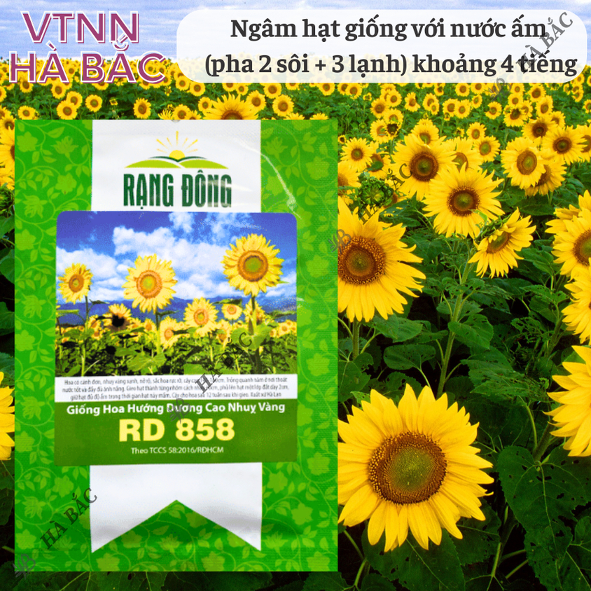 Hạt giống Hoa Hướng Dương Cao Nhuỵ Vàng Rd 858 (1gram~35 hạt) trồng chậu hoặc cắt cành, quanh năm