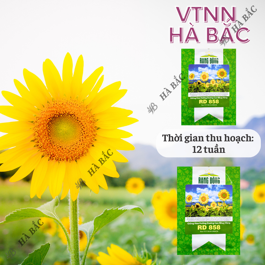 Hạt giống Hoa Hướng Dương Cao Nhuỵ Vàng Rd 858 (1gram~35 hạt) trồng chậu hoặc cắt cành, quanh năm