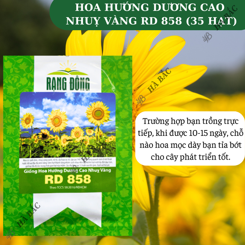 Hạt giống Hoa Hướng Dương Cao Nhuỵ Vàng Rd 858 (1gram~35 hạt) trồng chậu hoặc cắt cành, quanh năm