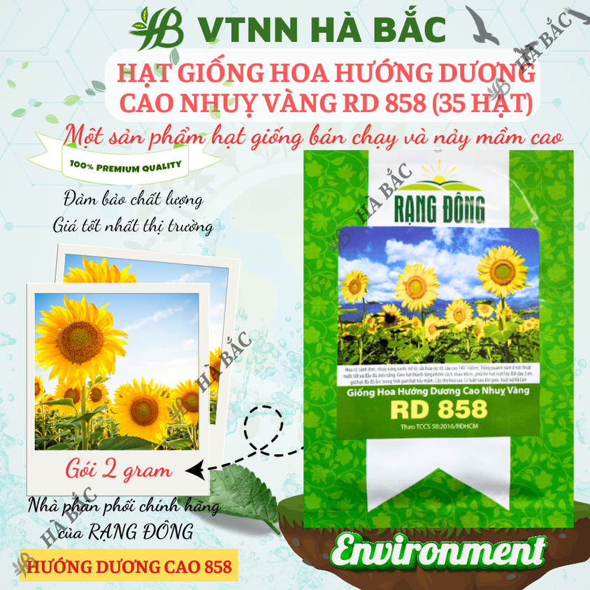 Hạt giống Hoa Hướng Dương Cao Nhuỵ Vàng Rd 858 (1gram~35 hạt) trồng chậu hoặc cắt cành, quanh năm