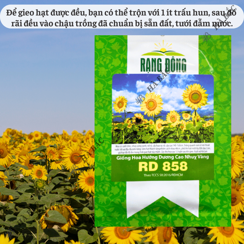 Hạt giống Hoa Hướng Dương Cao Nhuỵ Vàng Rd 858 (1gram~35 hạt) trồng chậu hoặc cắt cành, quanh năm