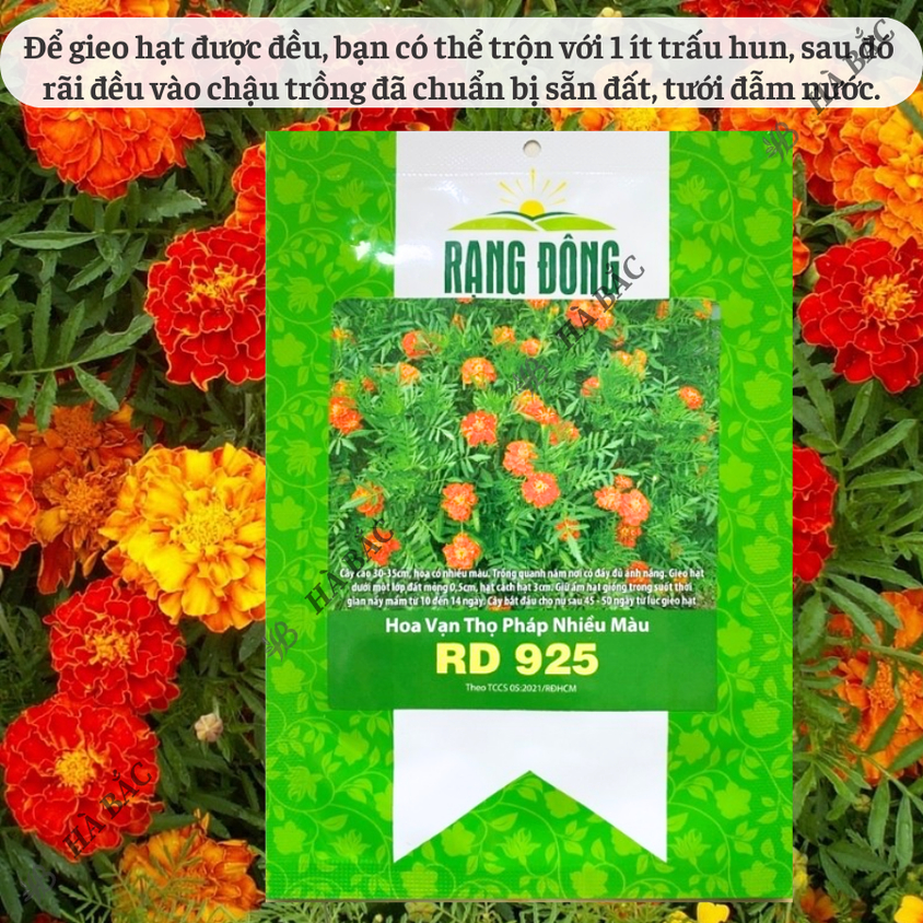 Hạt giống Hoa Vạn Thọ Pháp Nhiều Màu Rado 925 (0,1gram~80 hạt) trồng chậu dịp Tết
