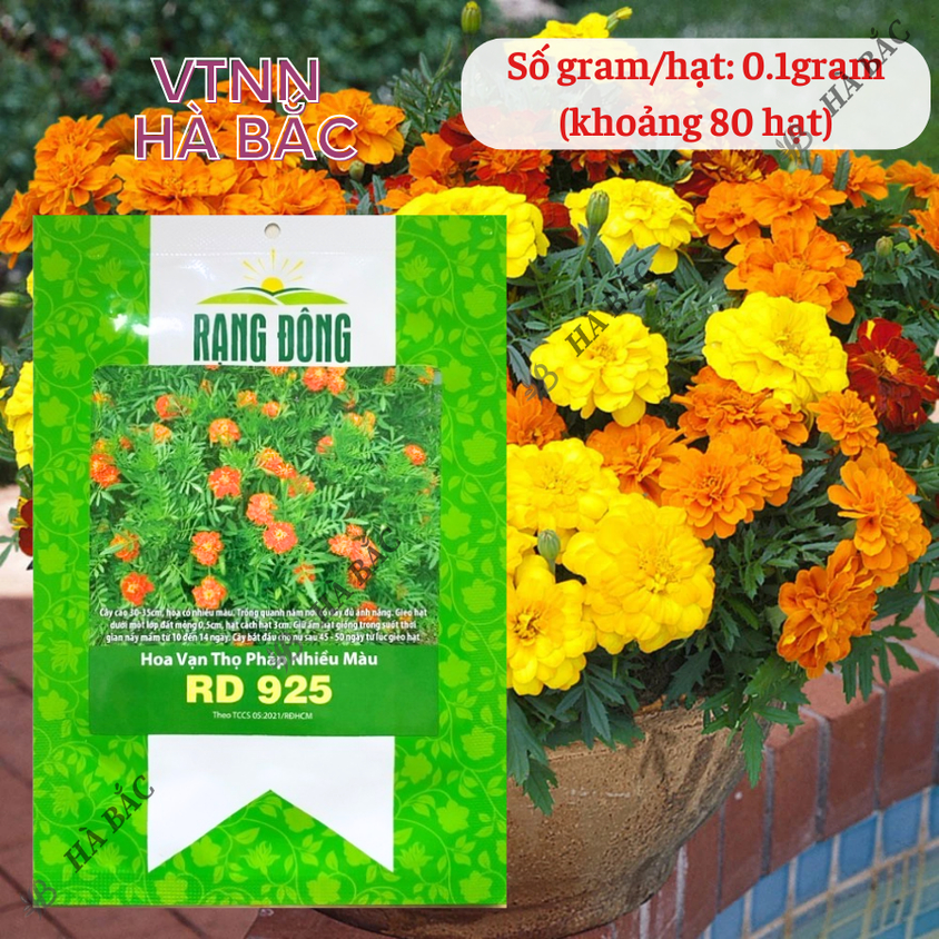 Hạt giống Hoa Vạn Thọ Pháp Nhiều Màu Rado 925 (0,1gram~80 hạt) trồng chậu dịp Tết