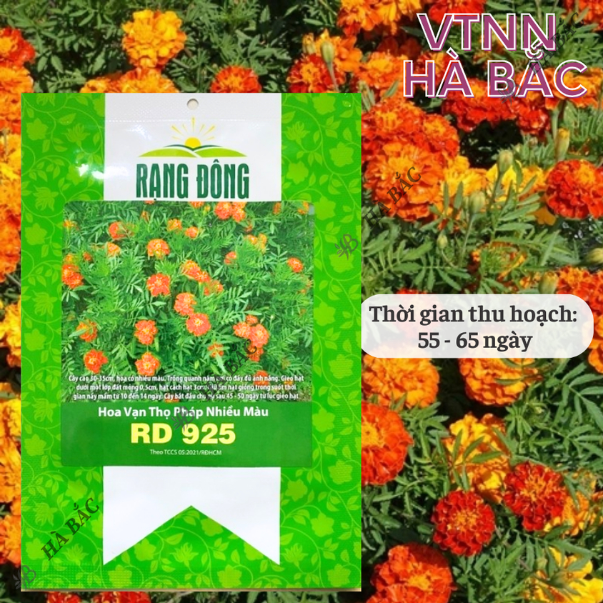 Hạt giống Hoa Vạn Thọ Pháp Nhiều Màu Rado 925 (0,1gram~80 hạt) trồng chậu dịp Tết