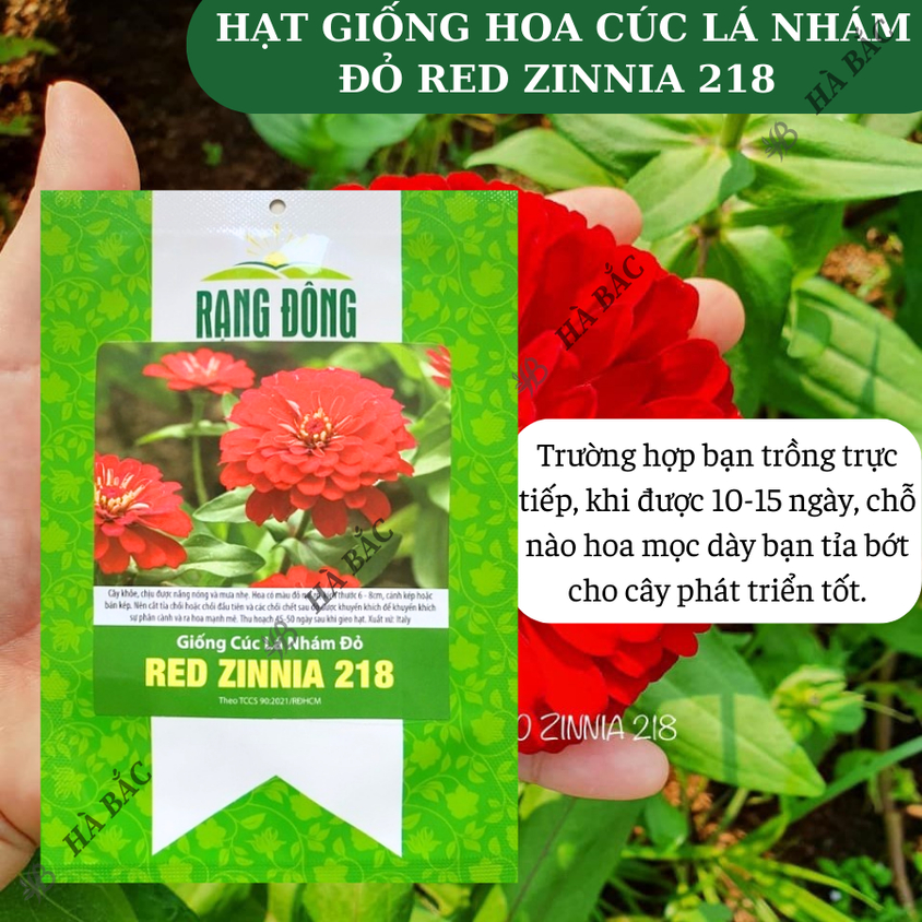 Hạt giống Hoa Cúc Lá Nhám Đỏ Red Zinnia 218 (0,1gram~20 hạt) trồng quanh năm
