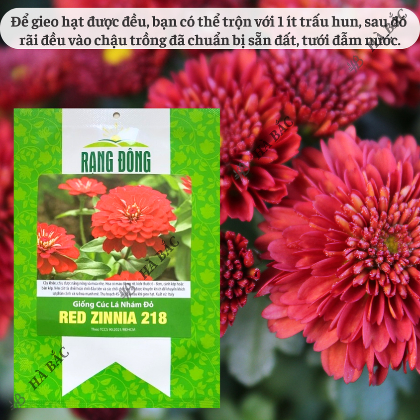 Hạt giống Hoa Cúc Lá Nhám Đỏ Red Zinnia 218 (0,1gram~20 hạt) trồng quanh năm